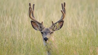 Chronic Wasting Disease Surveillance 2024  NDGF  10282024 [upl. by Claudell112]