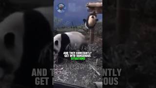 Why Pandas Got Beef With Evolution😅 [upl. by Raab793]