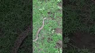 Russell viper rescue rescue rusell snake [upl. by Dionysus]