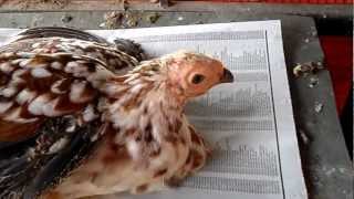 Guinea Fowl  Chicken Hybrid [upl. by Anert]