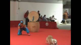 Linda amp Eby Freestyle at the world dog show 2010wmv [upl. by Aekim]