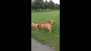 Dogue de Bordeaux fight [upl. by Ynaffet]