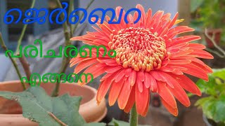 Jerabera plant care in malayalam [upl. by Ianej]