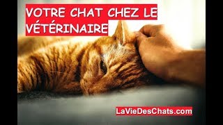 Votre chat chez le vétérinaire 🐱 amp Méthode Stop Au Pipi De Chat lancée [upl. by Nalad]