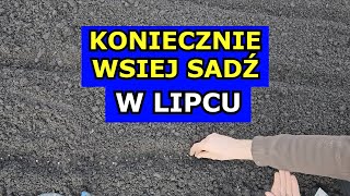 KONIECZNIE Wysiej Sadź te Warzywa w Lipcu Co siać sadzić w Lipcu Kalendarz Ogrodnika Lipiec [upl. by Nahtad]