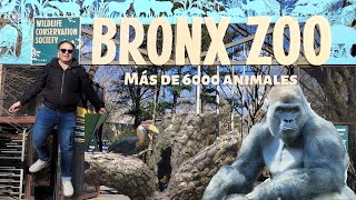 ¿El MEJOR Zoológico del MUNDO  Zoológico del Bronx en Nueva York [upl. by Nyladnek63]