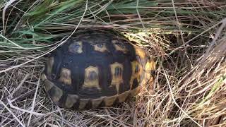 Tortoises Ticks Horseflies and Mowing the Grass [upl. by Egidio2]