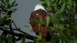 Call of Brahminy kite [upl. by Lockhart756]