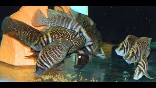 Altolamprologus Calvus Black Congo Wild [upl. by Richardson]