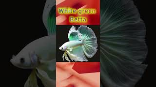 top 3 betta fish fighter fish out of the world part 4 [upl. by Anelrahs64]