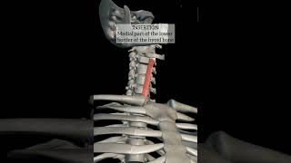 sternohyoid muscle with origin insertion Nerve supply anatomy neck muscles 3danatomy1styearmbbs [upl. by Enovi]