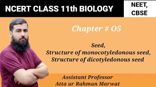 Seed Structure of monocotyledonous seed  structure of dicotyledonous seed NCERT Class 11 Biology [upl. by Airotnes]