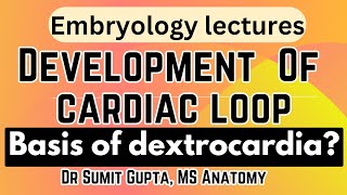 Formation of cardiac looping  Bulboventricular loop  Dextrocardia  Embryology [upl. by Lemrej]