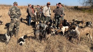 Bosvark Jag met Honde  Bushpig hunt with Hounds [upl. by Penni]