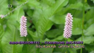 adderwortel  common bistort  Persicaria bistorta [upl. by Nira212]