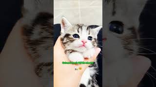 My hobbies Eating sleeping and looking adorable 🐾💤 cat short shortsvideo funny shorts [upl. by Wera]