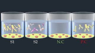 Indirect ELISA Test  Animated Video [upl. by Ecnarrat]