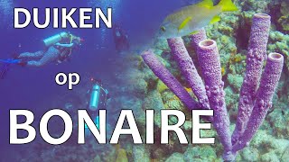 VAKANTIE BONAIRE 3🌴 Duiken met Dive Friends Bonaire  Yellow Submarine [upl. by Abita]