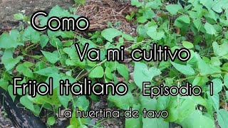 como va mi cultivo de frijol italiano [upl. by Jerri]