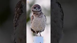 Amazing Owl Sounds Burrowing Owl [upl. by Ernesto524]