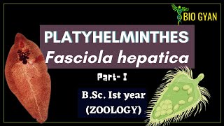 Platyhelminthes  Fasciola hepatica part1  BSc Ist Year Zoology [upl. by Hsuk]