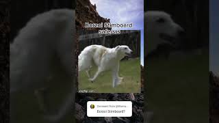 Borzoi Stimboardrequests open aesthetic stimboard borzoi soft cute edit [upl. by Ived]