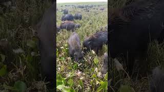 animal videoswild pigs animal farmboarhog pigs villagelife [upl. by Hakym109]