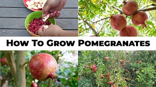 5 Year Pomegranates  How To Grow Wonderful Pomegranates amp Pomegranate Tree Care [upl. by Schaumberger]