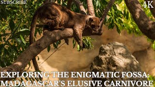 Exploring the Enigmatic Fossa Madagascars Elusive Carnivore [upl. by Kresic]