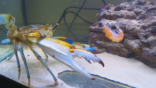 How to keep a grocery store crab as a pet  Blue Crabs [upl. by Euqirat]