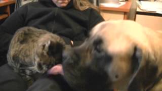 English Mastiff Duncan licks his Cat LB Dog and Cat love [upl. by Eleynad]