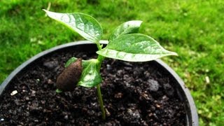 How to grow Persimmons from seed [upl. by Enicul]