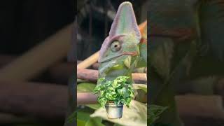 Safe Plants for Chameleons 🦎 [upl. by Tica482]