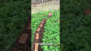 Gaboon Viper  Natures Venomous Masterpiece [upl. by Sicard590]