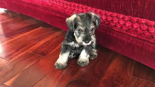 🐶 Cute Mini Schnauzer Puppies Playing [upl. by Delinda]