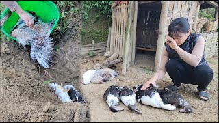 Chickens and ducks all got sick and died Ngan uses fertilizer for Giang plants [upl. by Lindie]