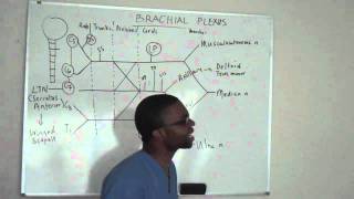 Brachial plexus made ridiculously simple PART 3 Lecture [upl. by Dunkin171]