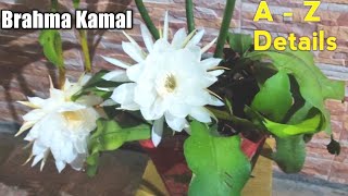 ब्रह्मकमल के बारे में पूरी जानकारी  How to Grow and care Brahma kamal Plant Epiphyllum cactus [upl. by Suiratnod]