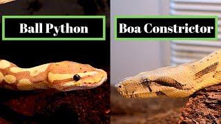 Ball Python Vs Boa Constrictor  Best Beginner Snake Challenge [upl. by Lrig676]