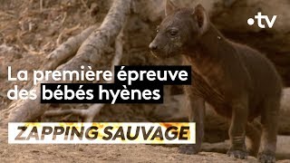 La première épreuve des bébés hyènes  ZAPPING SAUVAGE [upl. by Naie]