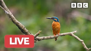 🔴 LIVE wildlife cameras 🦊 8 June 🌺 BBC Springwatch 2023 [upl. by Llertac285]