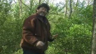 How to find Morel Mushrooms [upl. by Bassett]