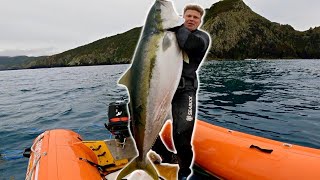 Spearfishing GIANT Yellowtail Kingfish New Zealand Fillet Smokeup [upl. by Gernhard26]