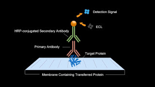 Elabscience Western Blot Video Tutorial [upl. by Terrilyn656]