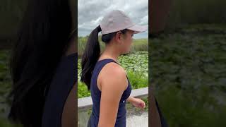 Everglades Florida 🐊trending foryou viralvideo shorts [upl. by Euqirrne]