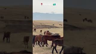 Wild horses roaming on the top of mountain 🗻almaty viralshorts india australia vlog nature [upl. by Anegue692]