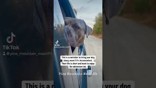 mastiffs bigdoglovers doggos mastiffmix dogshort hybriddogs mastiff dogtips dogsincars [upl. by Yelrebma]