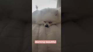 Morning beautiful 💖💖 pomeranian [upl. by Ardnasxela]