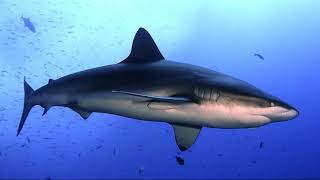 Facts The Galapagos Shark [upl. by Llezniuq]