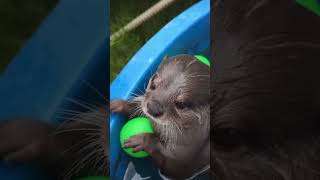 otter otterlyadorable animals cuteanimals cute sweet otters playing [upl. by Adiaj563]